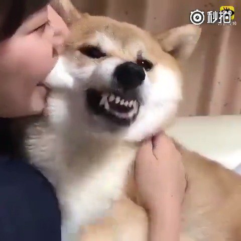 狗咬人表情→_→ z Z搞笑
